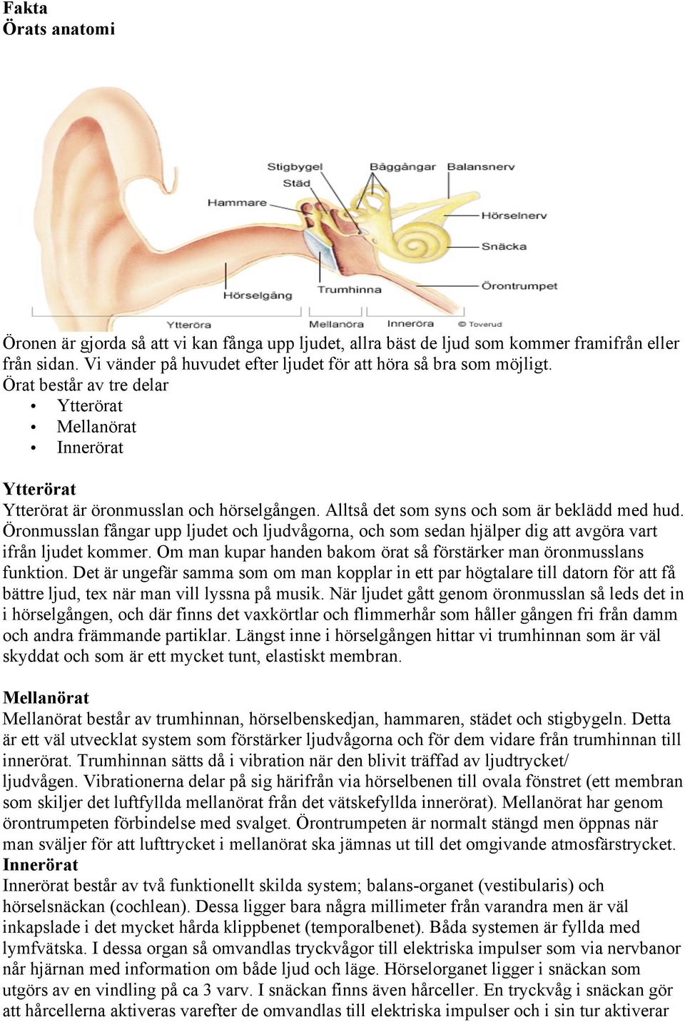 Öronmusslan fångar upp ljudet och ljudvågorna, och som sedan hjälper dig att avgöra vart ifrån ljudet kommer. Om man kupar handen bakom örat så förstärker man öronmusslans funktion.