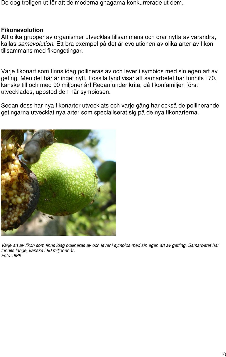 Men det här är inget nytt. Fossila fynd visar att samarbetet har funnits i 70, kanske till och med 90 miljoner år! Redan under krita, då fikonfamiljen först utvecklades, uppstod den här symbiosen.