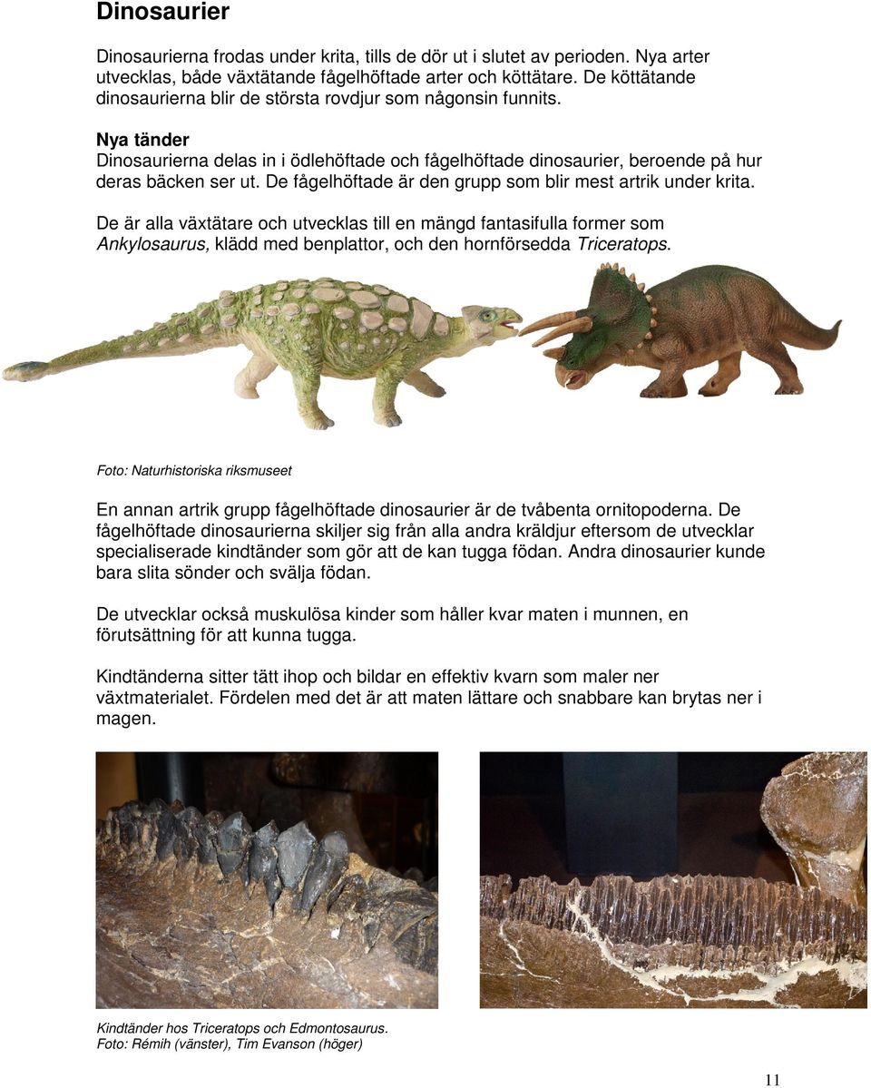 De fågelhöftade är den grupp som blir mest artrik under krita.