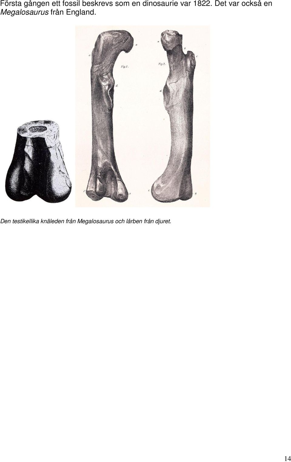 Det var också en Megalosaurus från England.