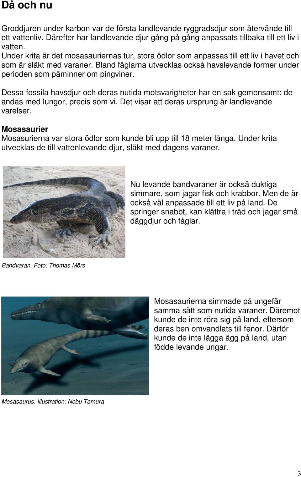 Bland fåglarna utvecklas också havslevande former under perioden som påminner om pingviner.