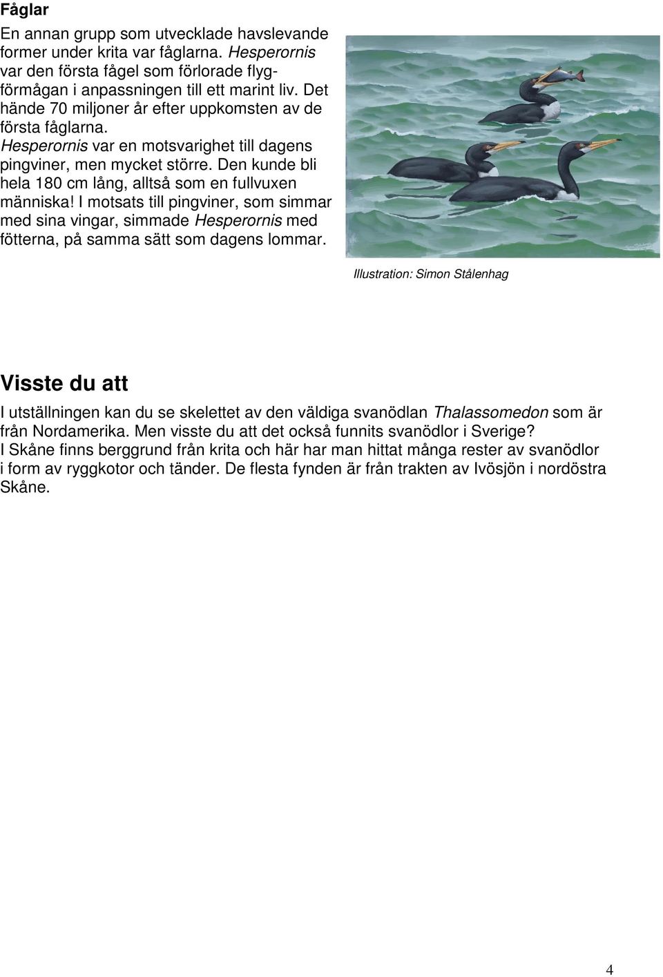 Den kunde bli hela 180 cm lång, alltså som en fullvuxen människa! I motsats till pingviner, som simmar med sina vingar, simmade Hesperornis med fötterna, på samma sätt som dagens lommar.