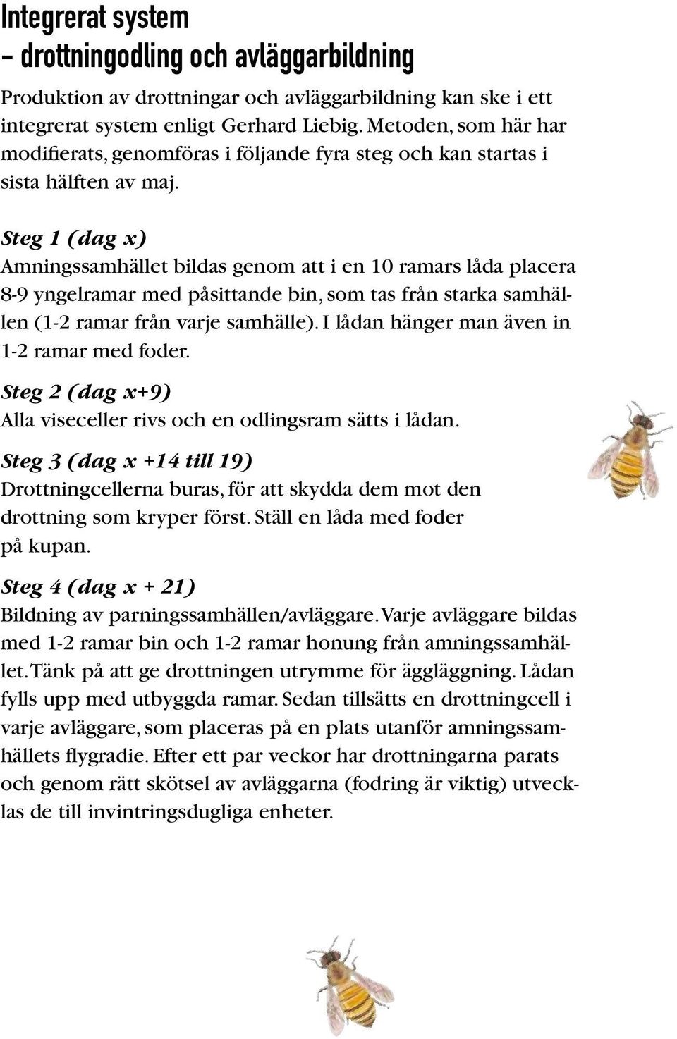 Steg 1 (dag x) Amningssamhället bildas genom att i en 10 ramars låda placera 8-9 yngelramar med påsittande bin, som tas från starka samhällen (1-2 ramar från varje samhälle).