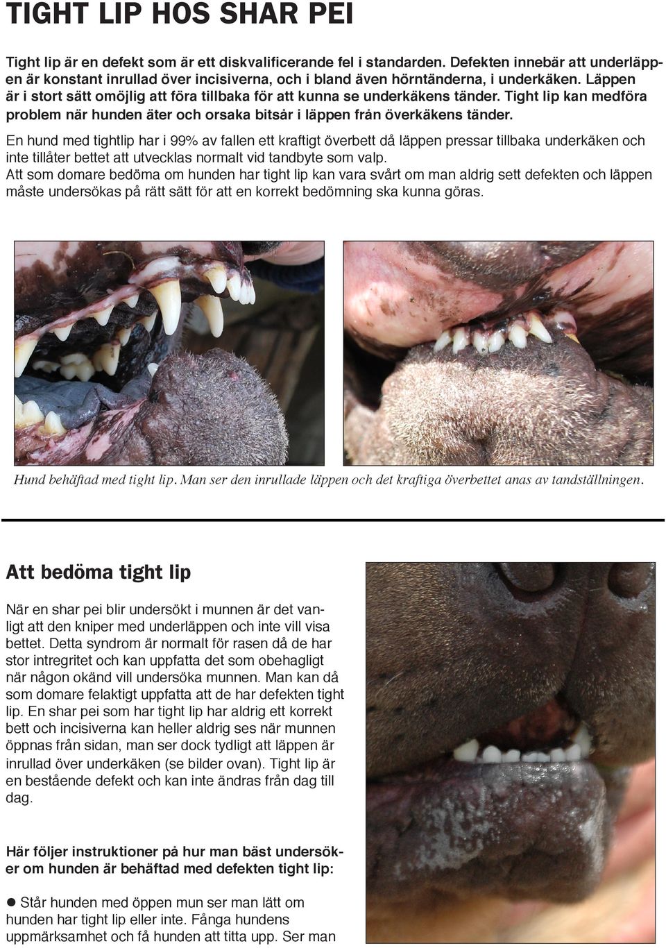 Läppen är i stort sätt omöjlig att föra tillbaka för att kunna se underkäkens tänder. Tight lip kan medföra problem när hunden äter och orsaka bitsår i läppen från överkäkens tänder.