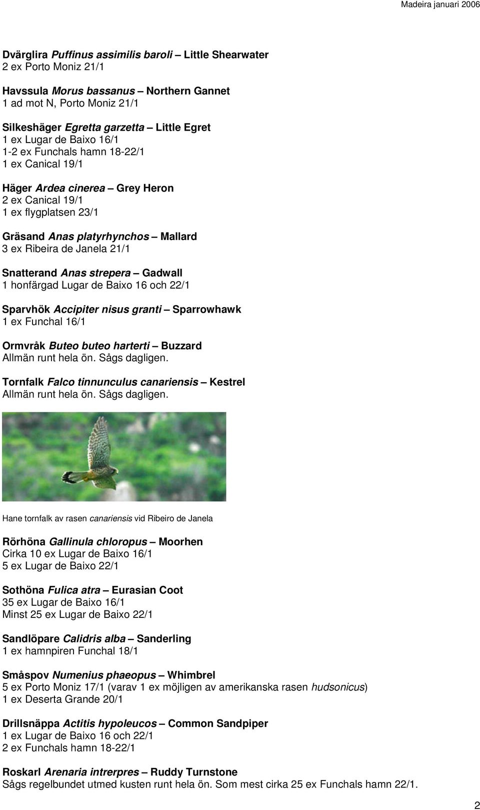 Anas strepera Gadwall 1 honfärgad Lugar de Baixo 16 och /1 Sparvhök Accipiter nisus granti Sparrowhawk 1 ex Funchal 16/1 Ormvråk Buteo buteo harterti Buzzard Tornfalk Falco tinnunculus canariensis