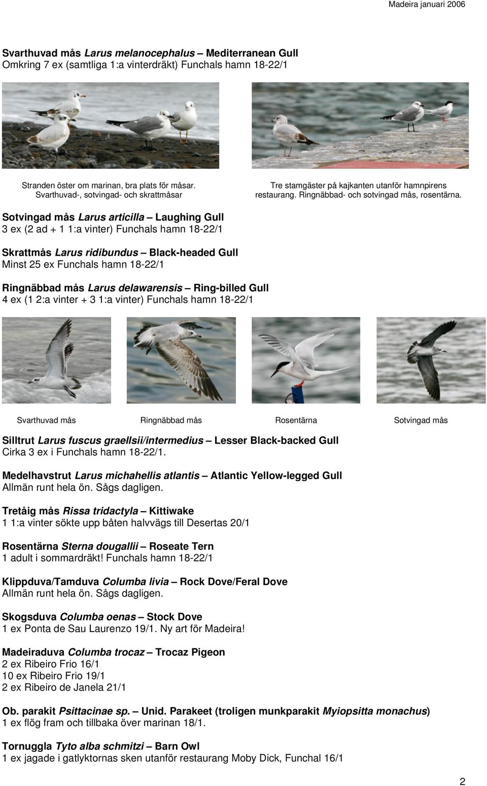 Sotvingad mås Larus articilla Laughing Gull 3 ex ( ad + 1 1:a vinter) Funchals hamn 18-/1 Skrattmås Larus ridibundus Black-headed Gull Minst 5 ex Funchals hamn 18-/1 Ringnäbbad mås Larus delawarensis