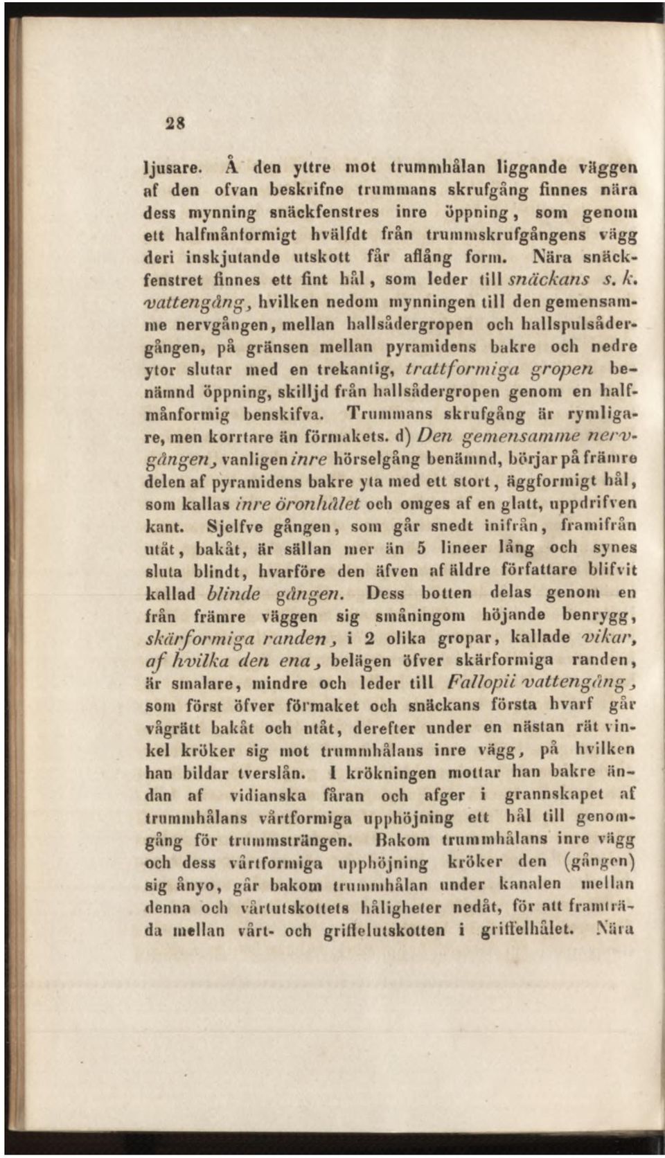 vägg deri inskjutande utskott får aflång form. Nära snäckfenstret finnes ett fint h ål, som leder till snäckans s. k.