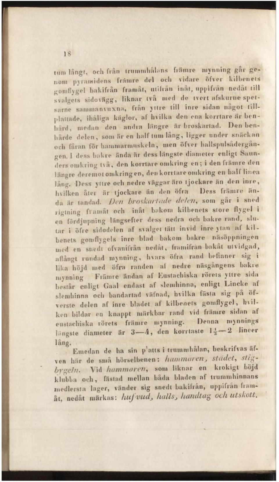 Den benhårde delen, som är en half tum lång, ligger under snäckan och fåran för hammarmuskeln, men öfvor hallspulsndcrgnugen.