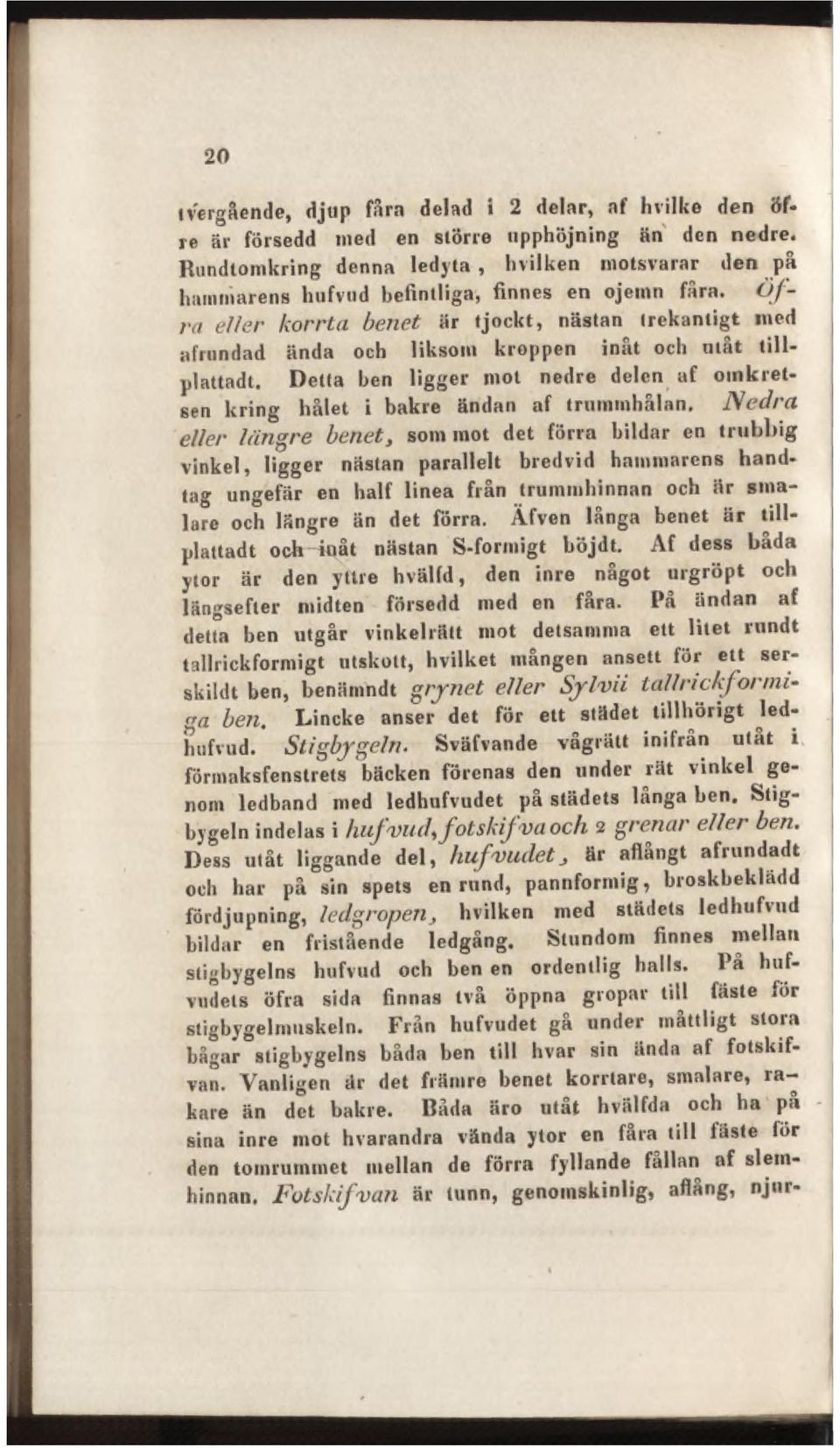 Ö f- ra eller korrta benet är tjockt, nästan trekantigt med afrundad ända och liksom kroppen inåt och utåt till* plattadt.
