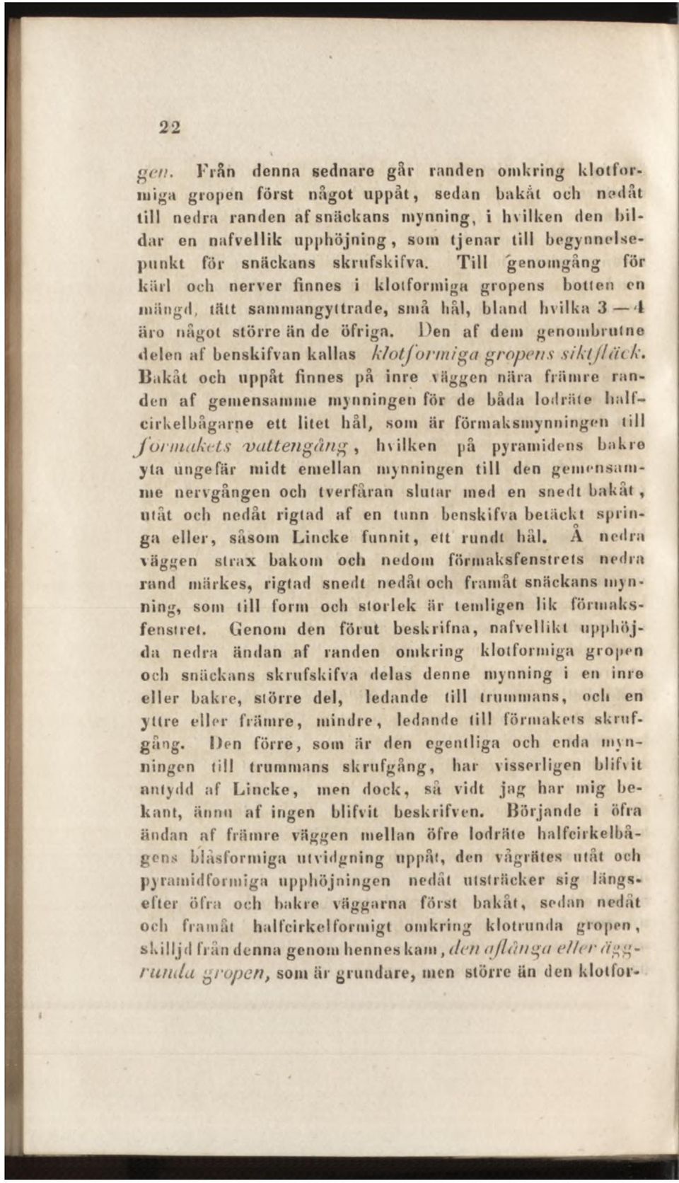 Till 'genomgång för kärl och nerver finnes i klotformiga gropens botlen cn mängd, tält sammangyttrade, små hål, bland hvilka 3 4 äro något större än de öfriga.
