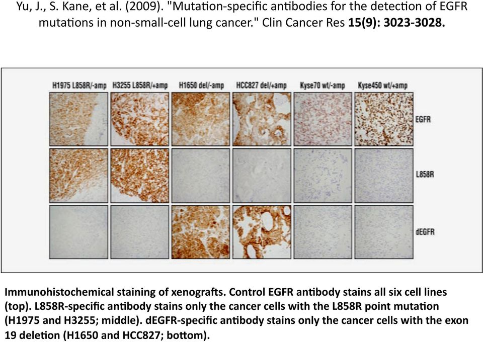 " Clin Cancer Res 15(9): 3023 3028. Immunohistochemical staining of xenograds.