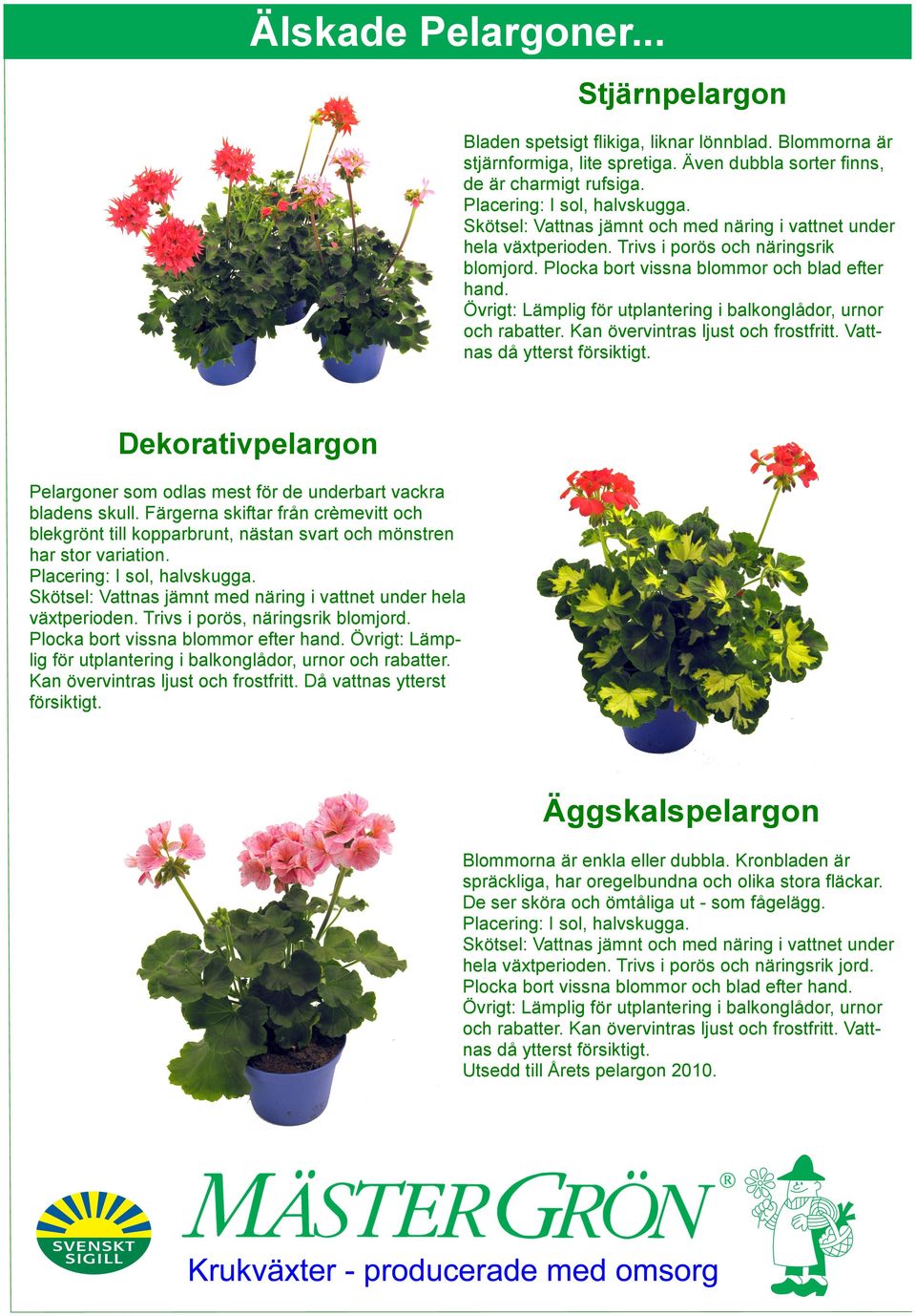 Dekorativpelargon Pelargoner som odlas mest för de underbart vackra bladens skull. Färgerna skiftar från crèmevitt och blekgrönt till kopparbrunt, nästan svart och mönstren har stor variation.