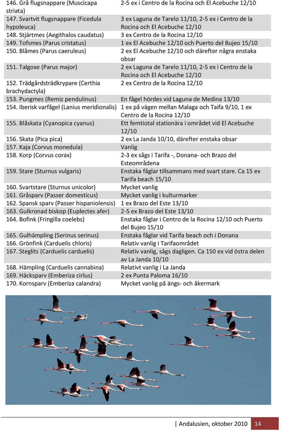 Tofsmes (Parus cristatus) 1 ex El Acebuche 12/10 och Puerto del Bujeo 15/10 150. Blåmes (Parus caeruleus) 2 ex El Acebuche 12/10 och därefter några enstaka obsar 151.