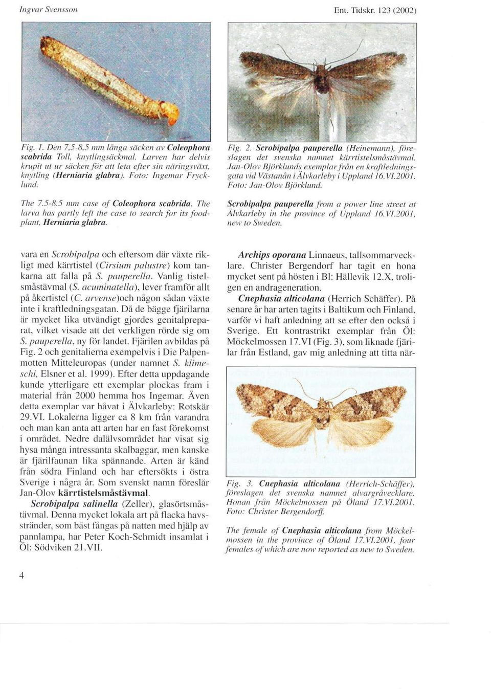 ft the ca.\e to sectrch.for its.foodpl.ant, H erniaria glabra. Fig. 2. Scrobipalpa pauperella (Heinemann),.föresLagen det svenska natnnet krirrtistelsmå.ttävmal.