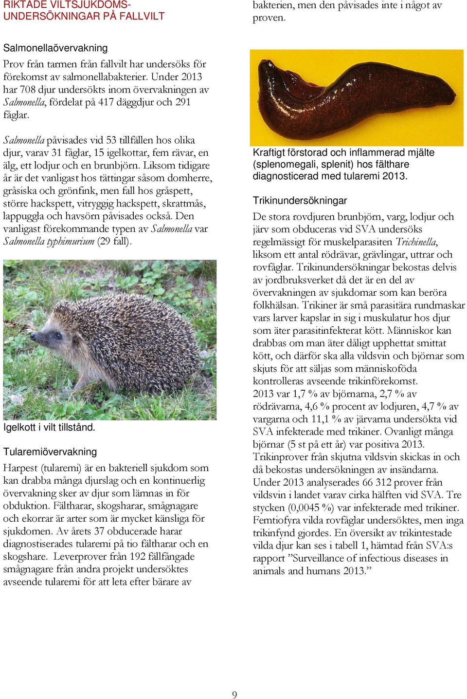 Under 2013 har 708 djur undersökts inom övervakningen av Salmonella, fördelat på 417 däggdjur och 291 fåglar.