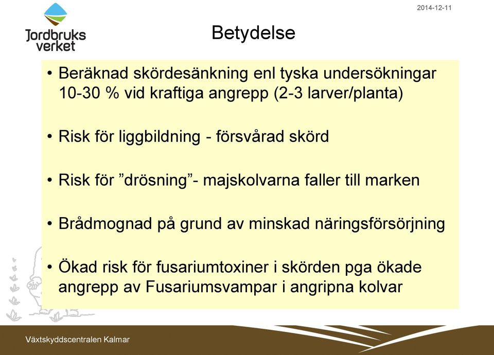 - majskolvarna faller till marken Brådmognad på grund av minskad näringsförsörjning