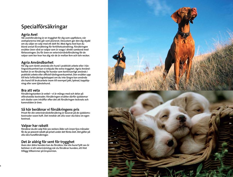 Du får även en veterinärvårdsförsäkring för de valpar som bor kvar hos dig när de är mellan fem och tolv veckor.