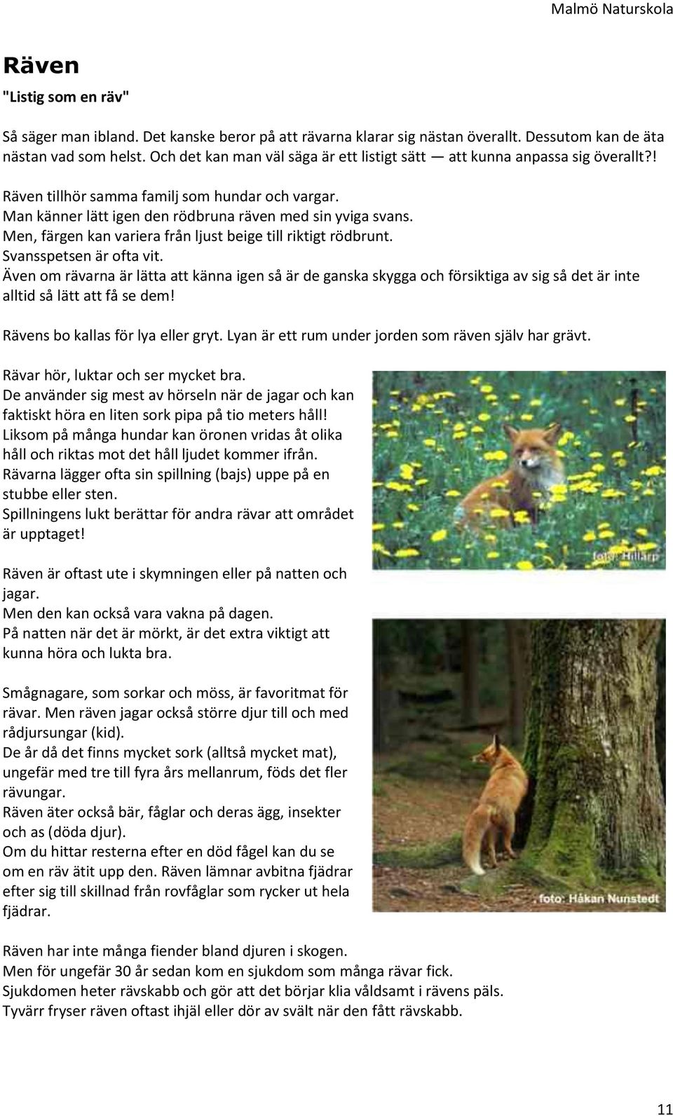 Men, färgen kan variera från ljust beige till riktigt rödbrunt. Svansspetsen är ofta vit.