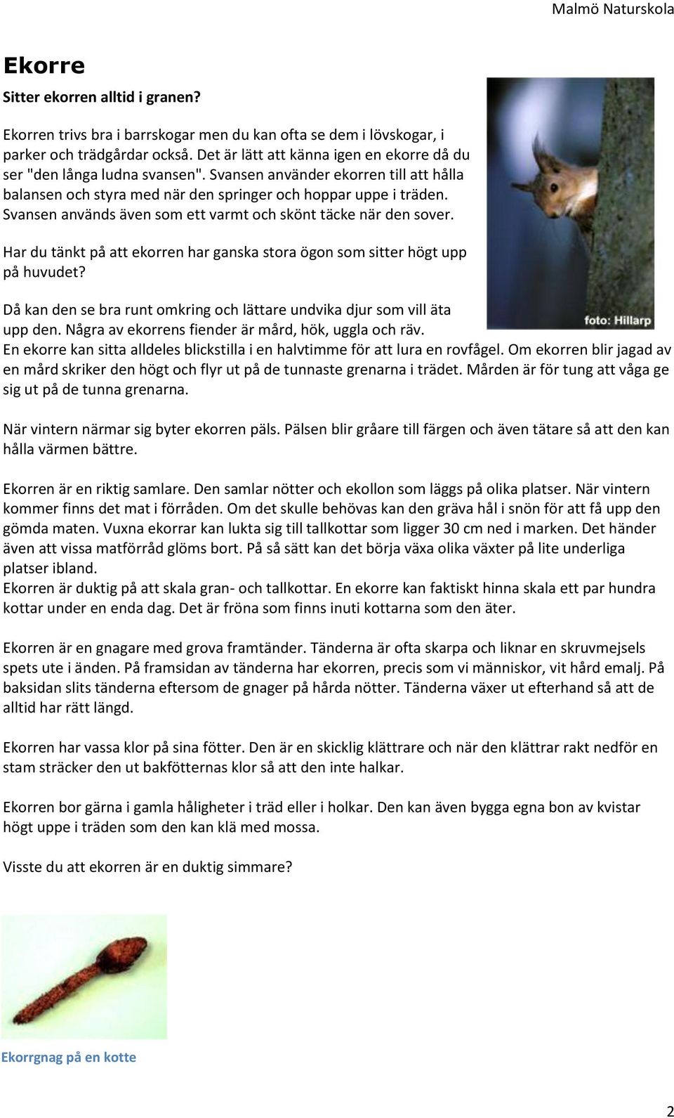 Svansen används även som ett varmt och skönt täcke när den sover. Har du tänkt på att ekorren har ganska stora ögon som sitter högt upp på huvudet?