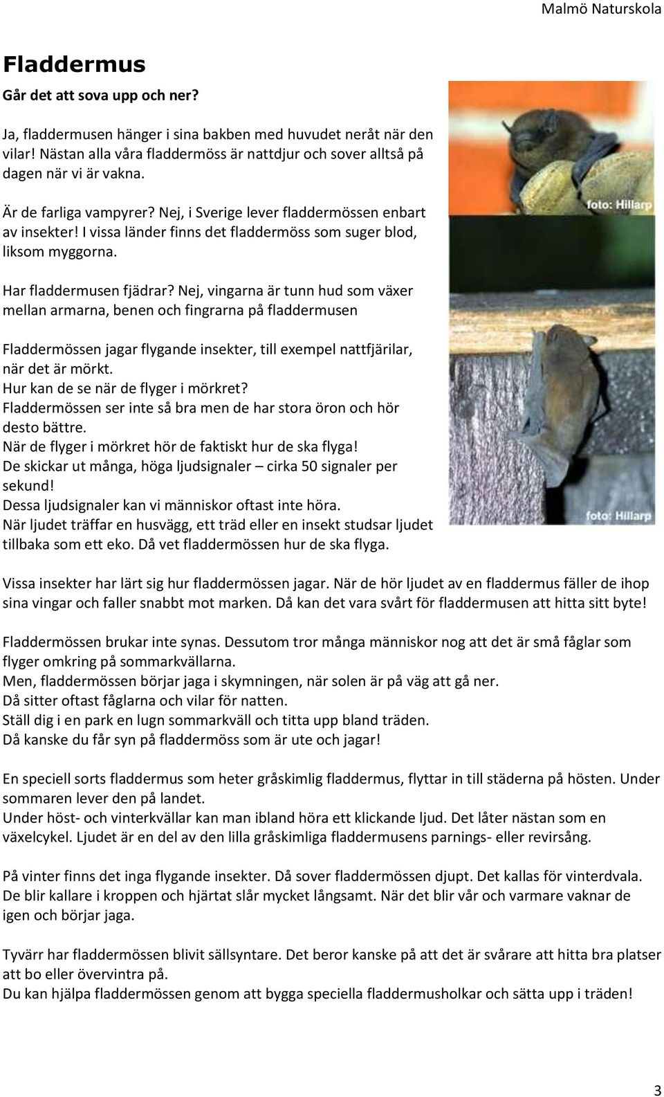 Nej, vingarna är tunn hud som växer mellan armarna, benen och fingrarna på fladdermusen Fladdermössen jagar flygande insekter, till exempel nattfjärilar, när det är mörkt.
