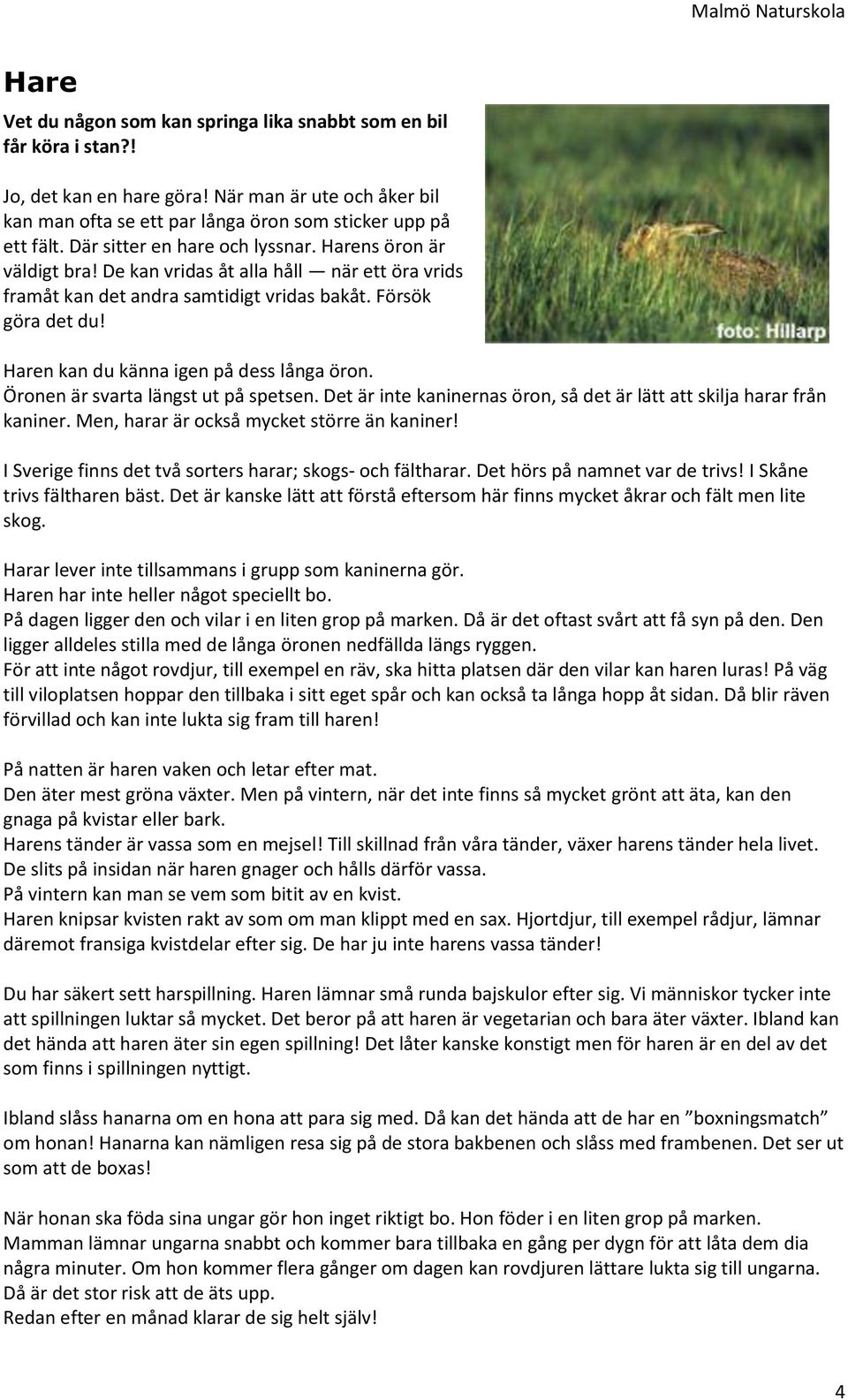 Haren kan du känna igen på dess långa öron. Öronen är svarta längst ut på spetsen. Det är inte kaninernas öron, så det är lätt att skilja harar från kaniner.