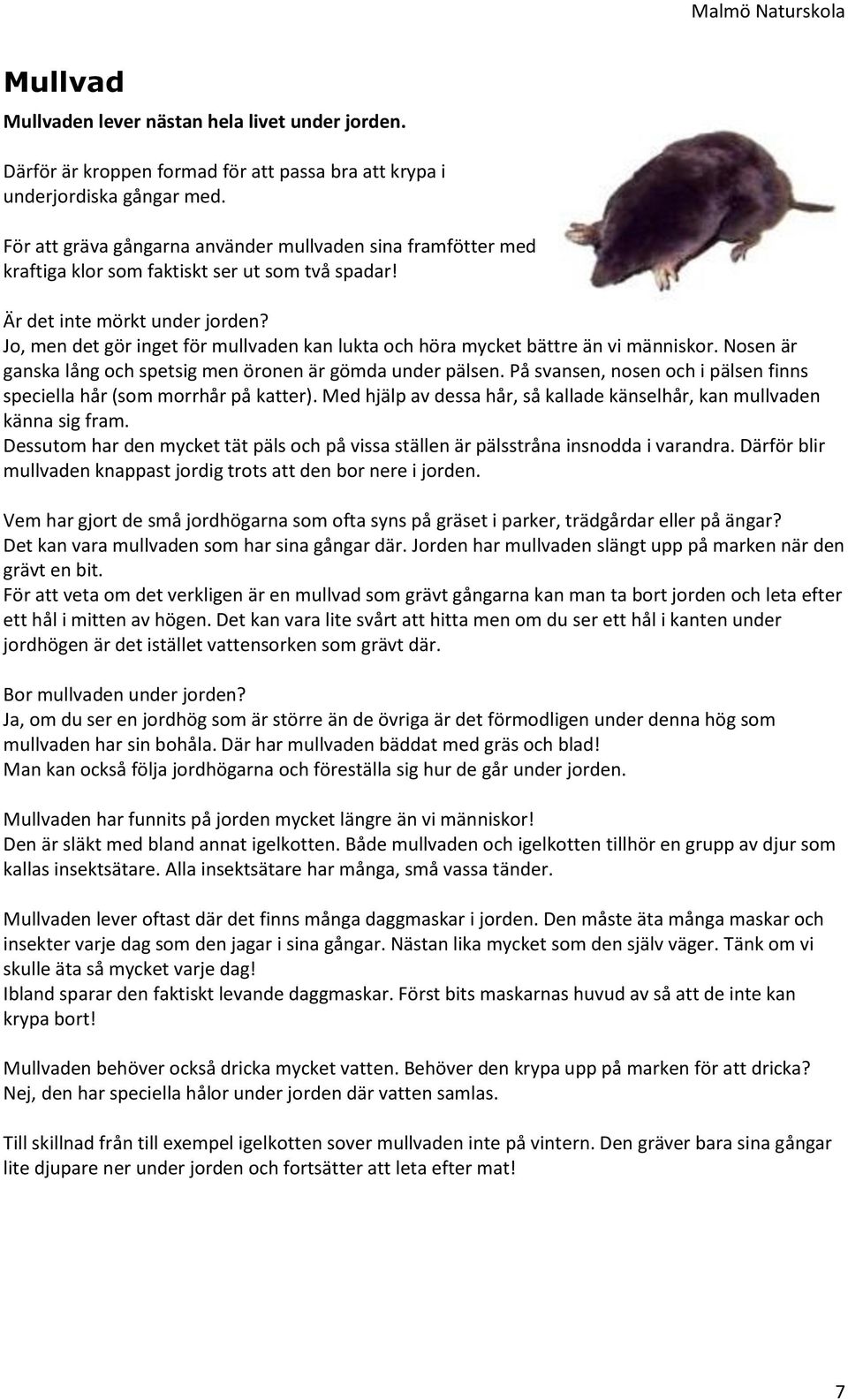 Jo, men det gör inget för mullvaden kan lukta och höra mycket bättre än vi människor. Nosen är ganska lång och spetsig men öronen är gömda under pälsen.