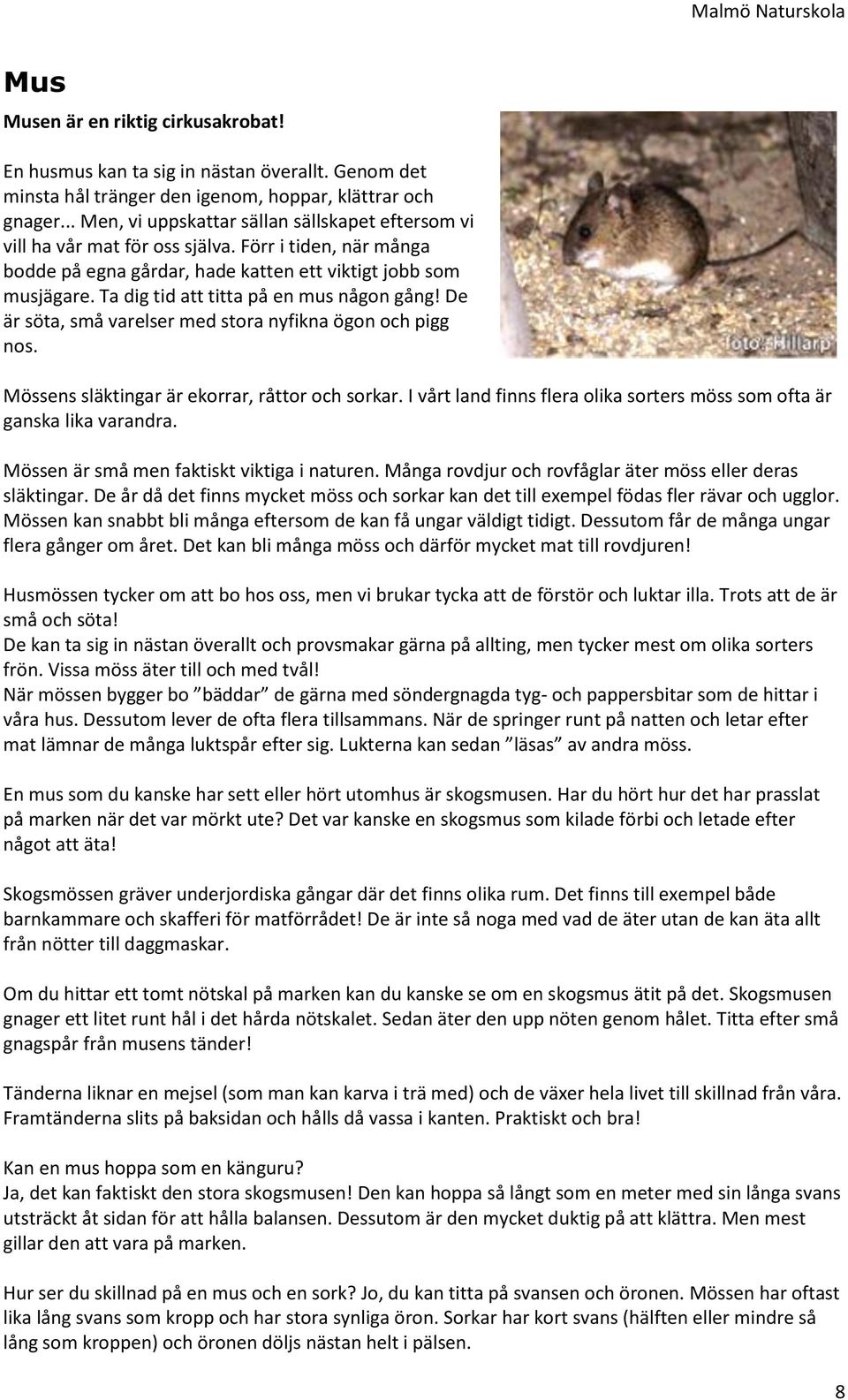 Ta dig tid att titta på en mus någon gång! De är söta, små varelser med stora nyfikna ögon och pigg nos. Mössens släktingar är ekorrar, råttor och sorkar.