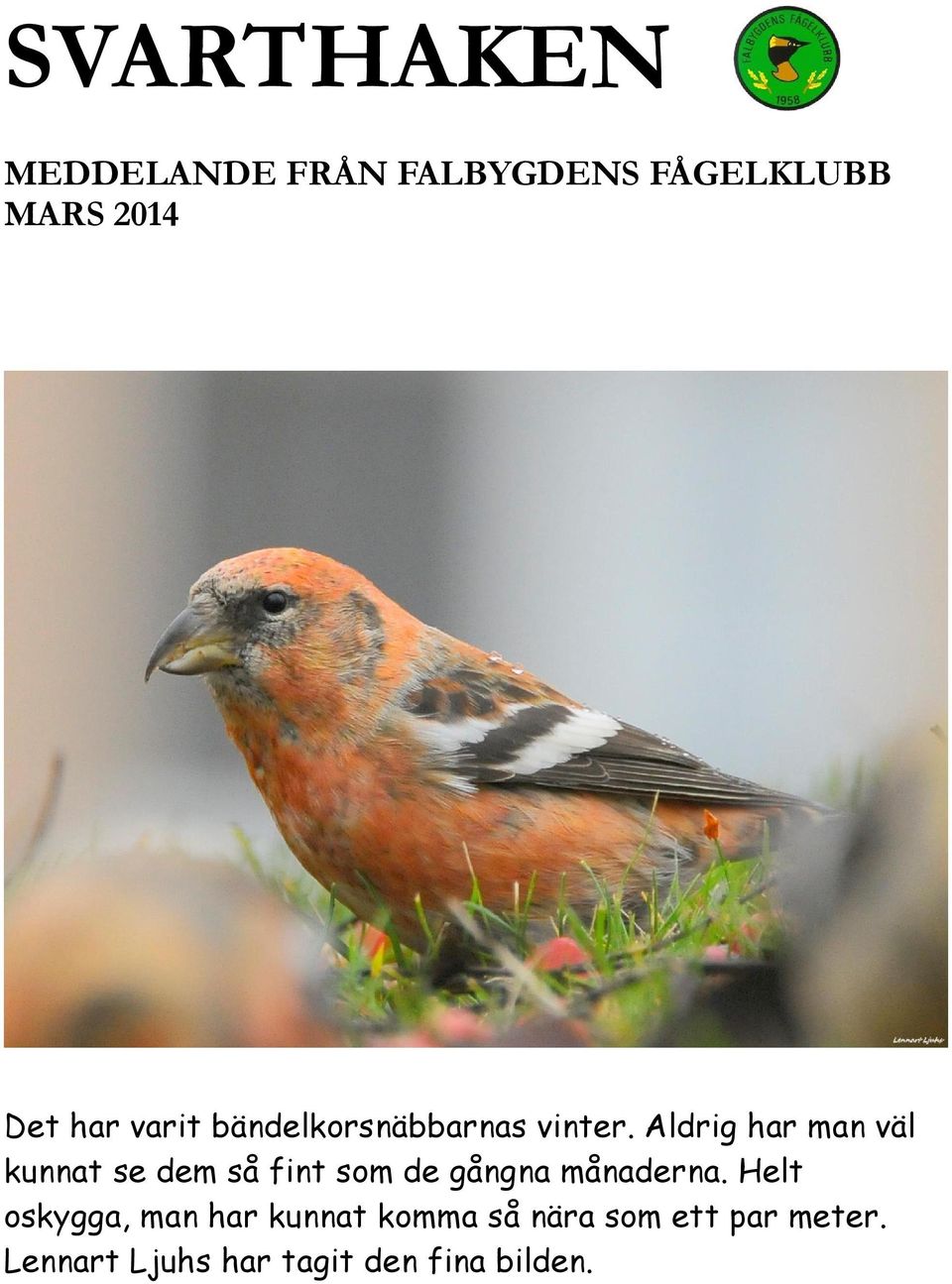 Aldrig har man väl kunnat se dem så fint som de gångna månaderna.