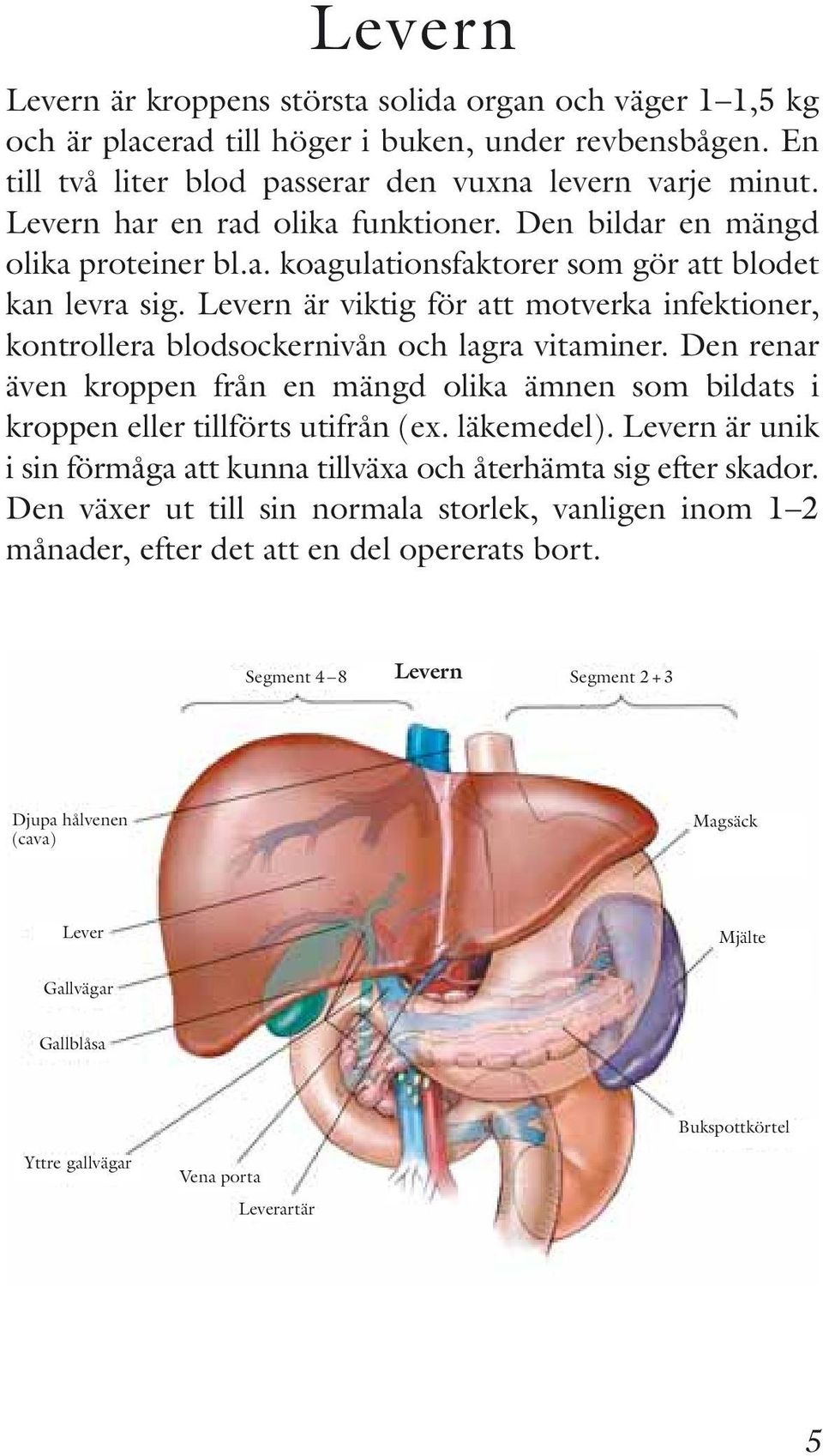 Levern är viktig för att motverka infektioner, kontrollera blodsockernivån och lagra vitaminer. Den renar även kroppen från en mängd olika ämnen som bildats i kroppen eller tillförts utifrån (ex.