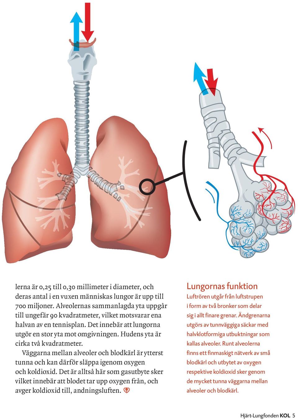 Hudens yta är cirka två kvadratmeter. Väggarna mellan alveoler och blodkärl är ytterst tunna och kan därför släppa igenom oxygen och koldioxid.