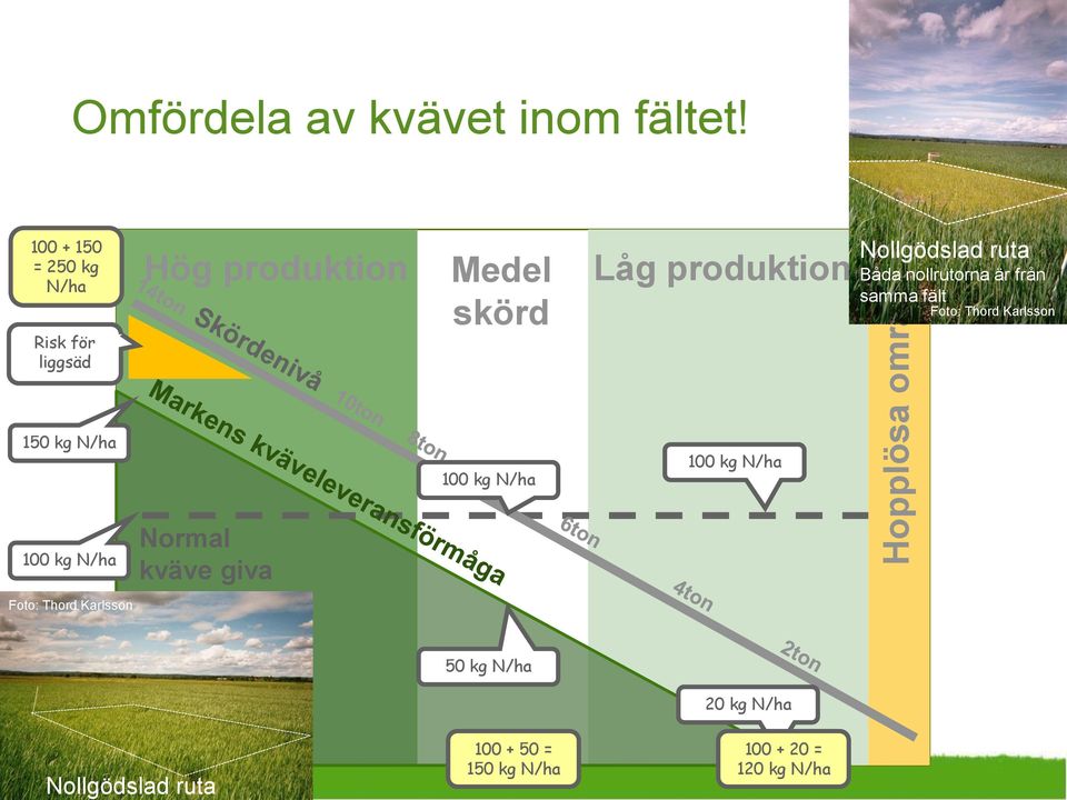 ruta Båda nollrutorna är från samma fält Foto: Thord Karlsson 150 kg N/ha 100 kg N/ha 100 kg