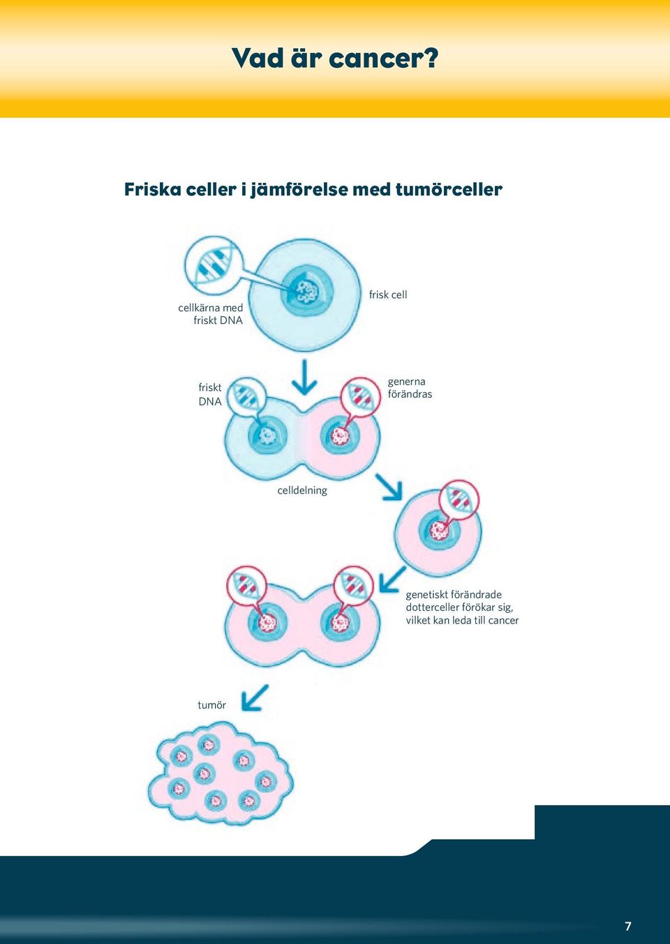 cellkärna med friskt DNA generna förändras friskt DNA