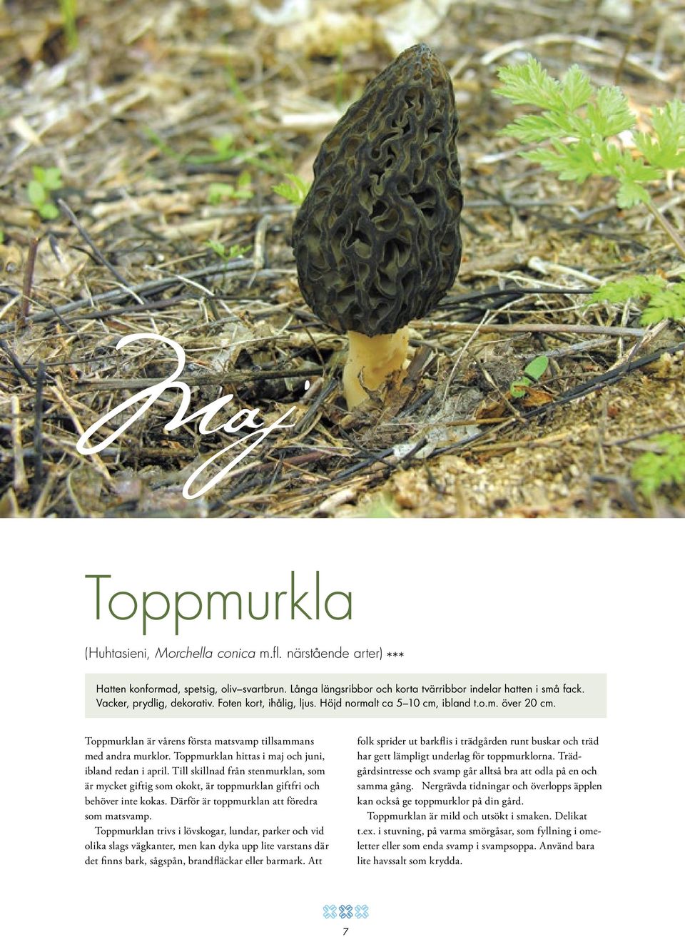 Toppmurklan hittas i maj och juni, ibland redan i april. Till skillnad från stenmurklan, som är mycket giftig som okokt, är toppmurklan giftfri och behöver inte kokas.