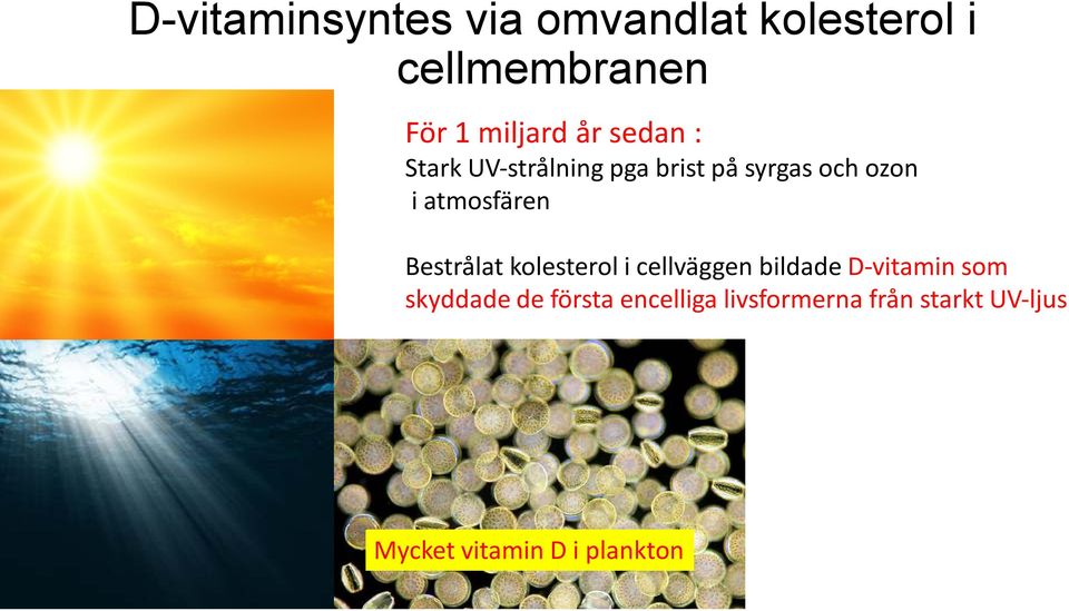 Bestrålat kolesterol i cellväggen bildade D-vitamin som skyddade de