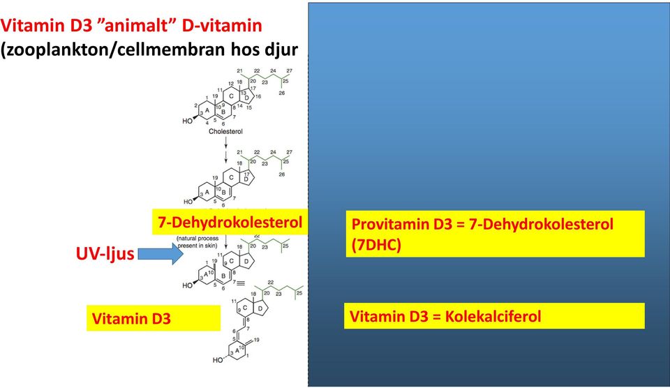 Ergosterol Provitamin D3 = 7-Dehydrokolesterol (7DHC)