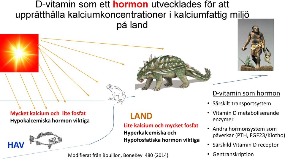 Hypofosfatiska hormon viktiga Modifierat från Bouillon, BoneKey 480 (2014) D-vitamin som hormon Särskilt transportsystem