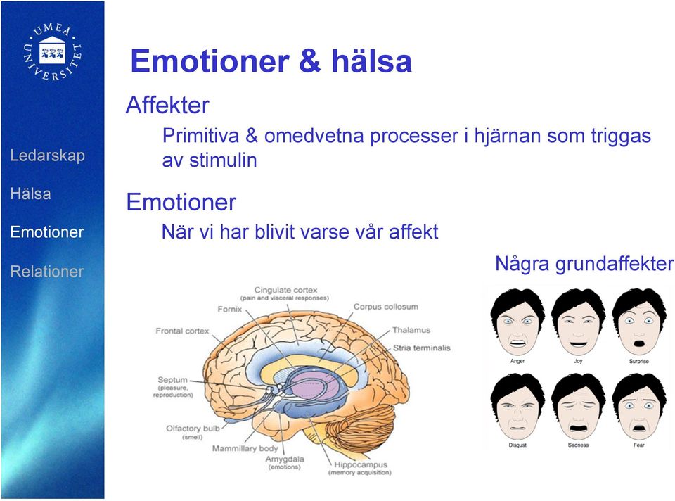 triggas av stimulin När vi har