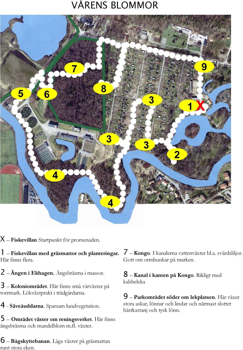 Lökväxtprakt i trädgårdarna. 9 Parkområdet söder om lekplatsen. Här växer 4 - Säveåuddarna. Sparsam lundvegetation.