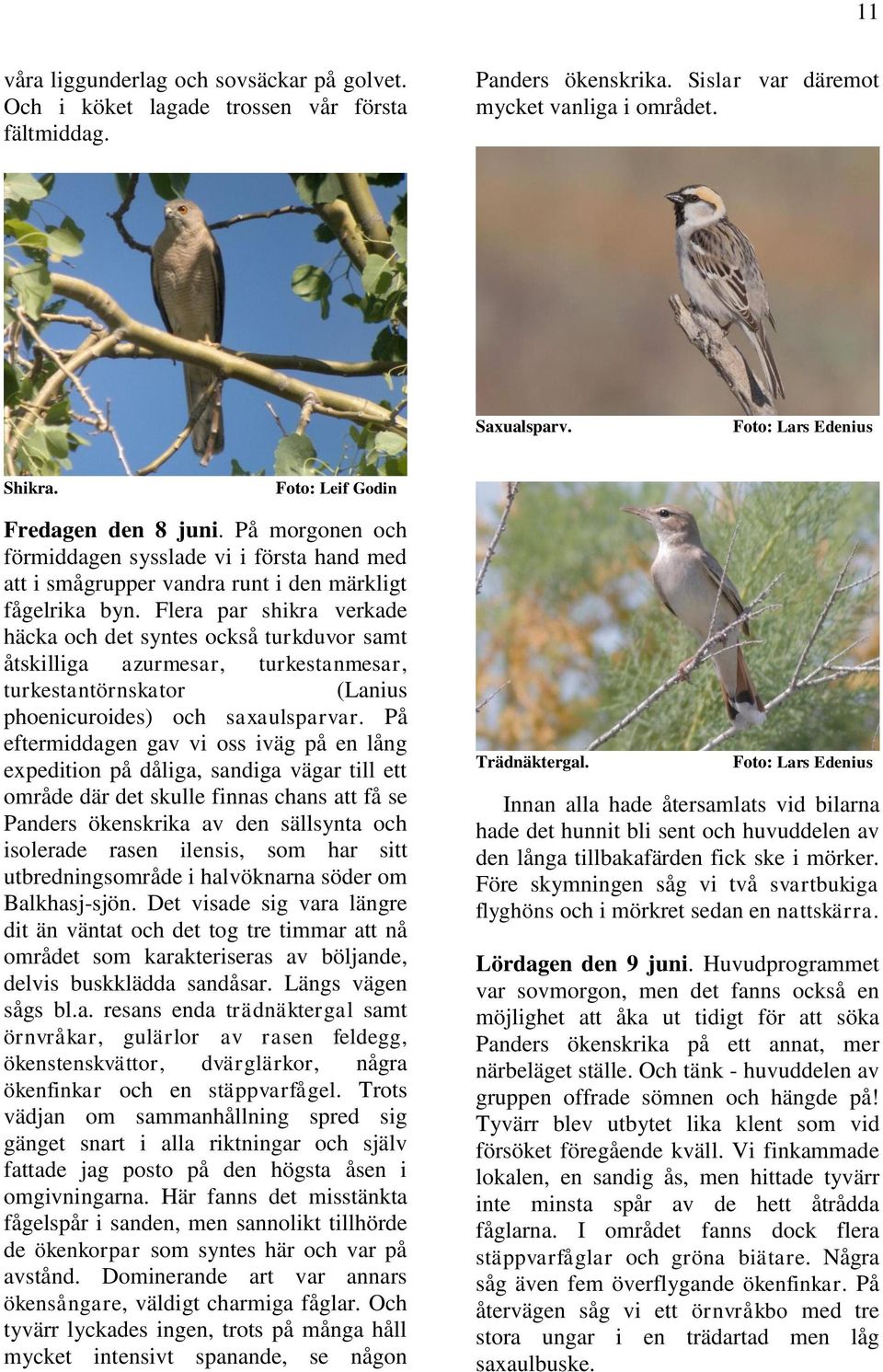 Flera par shikra verkade häcka och det syntes också turkduvor samt åtskilliga azurmesar, turkestanmesar, turkestantörnskator (Lanius phoenicuroides) och saxaulsparvar.