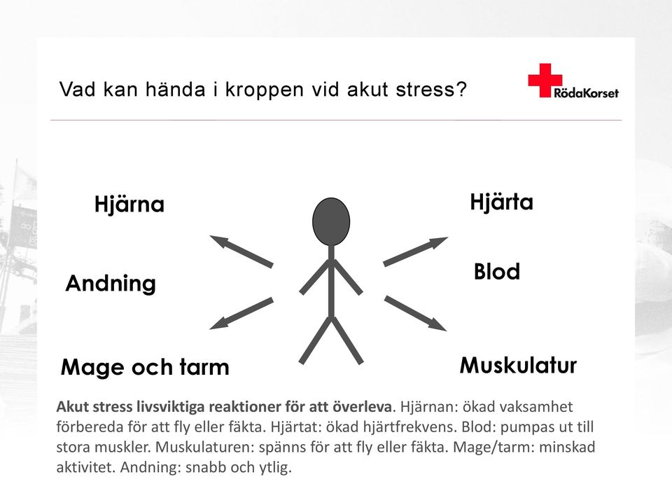 att överleva. Hjärnan: ökad vaksamhet förbereda för att fly eller fäkta.