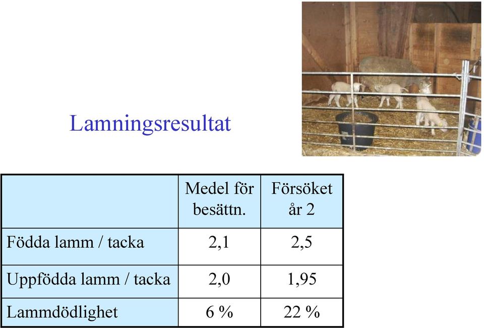 Lammdödlighet Medel för besättn.