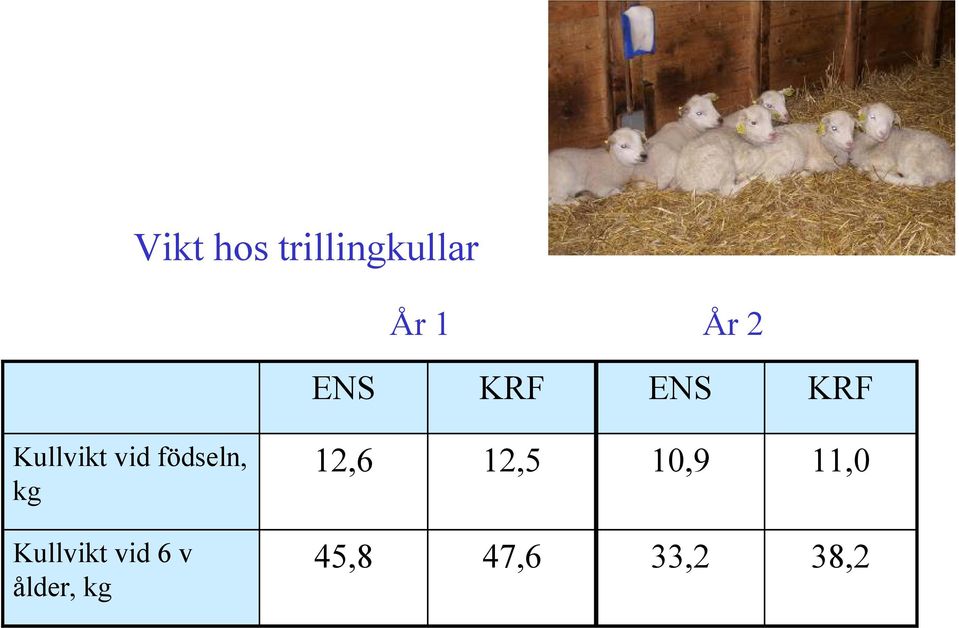 födseln, kg 12,6 12,5 10,9 11,0