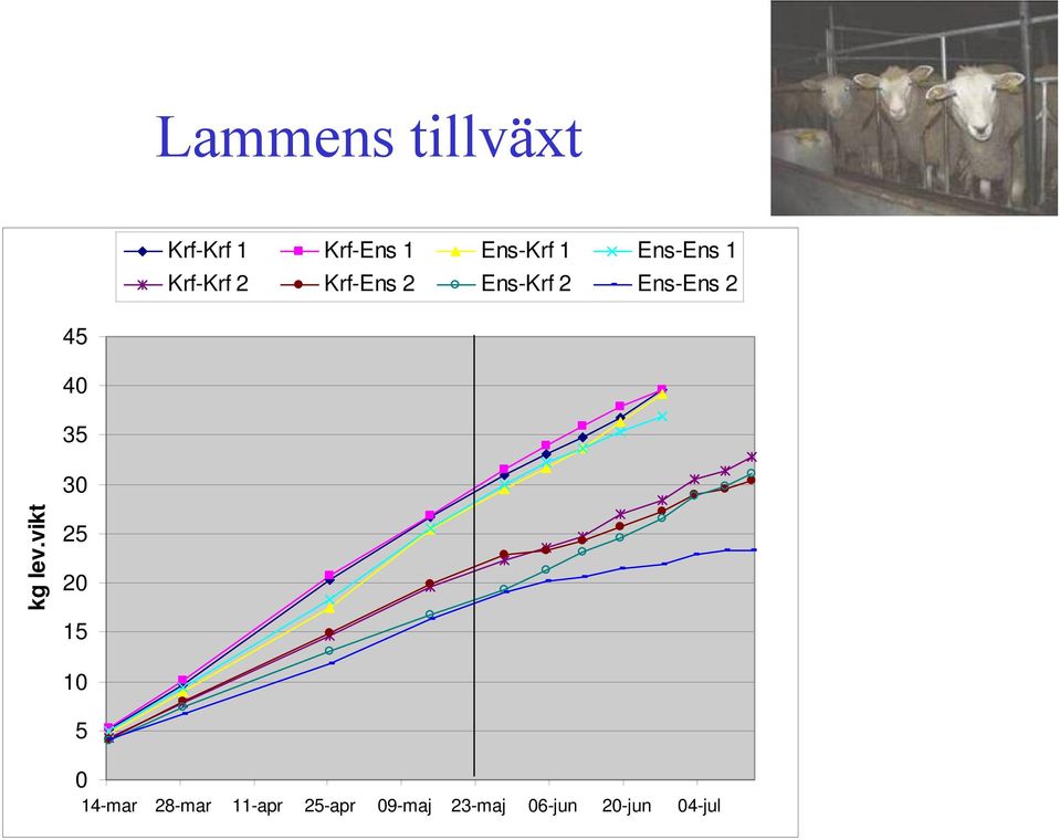 45 40 35 30 kg lev.