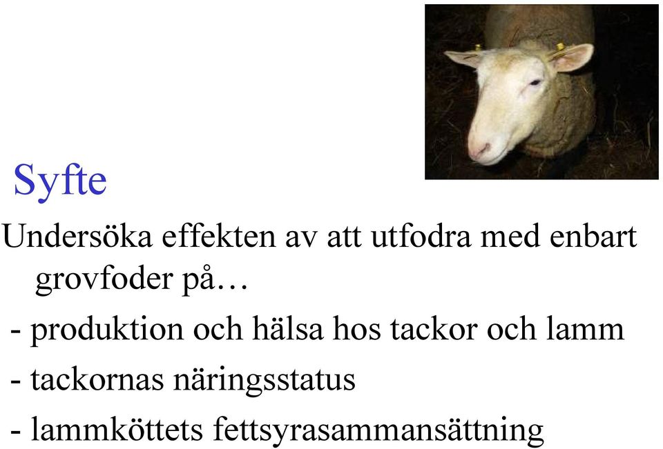 hälsa hos tackor och lamm - tackornas