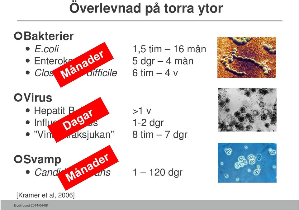 Influensa virus Vinterkräksjukan Svamp Candida albicans 1,5