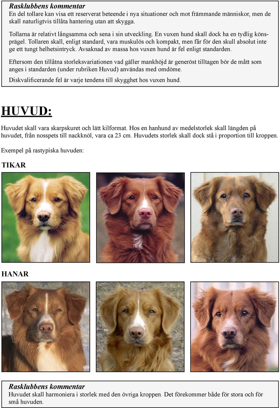 Tollaren skall, enligt standard, vara muskulös och kompakt, men får för den skull absolut inte ge ett tungt helhetsintryck. Avsaknad av massa hos vuxen hund är fel enligt standarden.