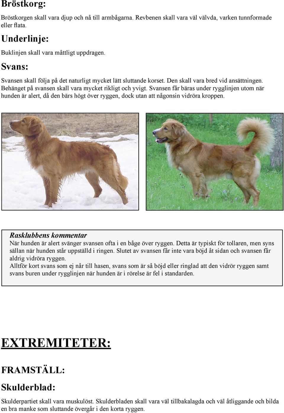 Svansen får bäras under rygglinjen utom när hunden är alert, då den bärs högt över ryggen, dock utan att någonsin vidröra kroppen. När hunden är alert svänger svansen ofta i en båge över ryggen.