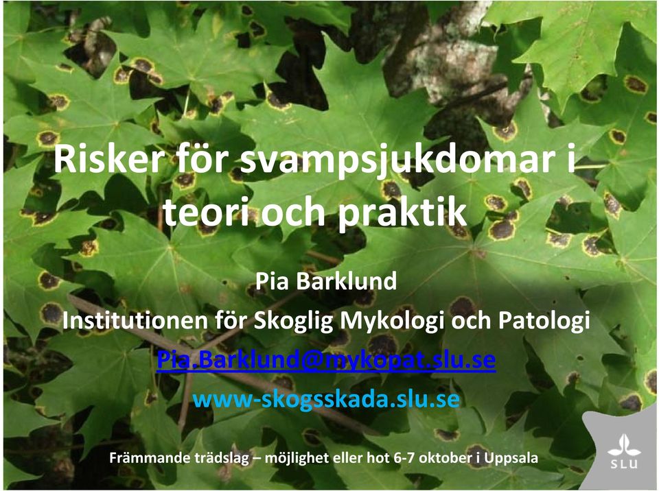 Patologi Pia.Barklund@mykopat.slu.se www skogsskada.
