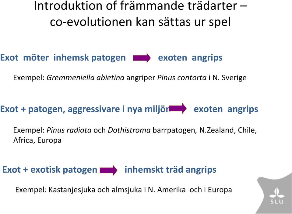 Sverige Exot + patogen, aggressivare i nya miljön exoten angrips Exempel: Pinus radiata och Dothistroma