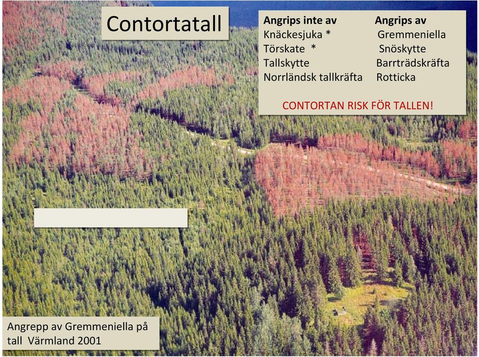 Snöskytte Tallskytte Barrträdskräfta Norrländsk tallkräfta Rotticka